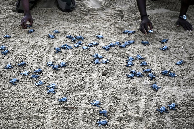 Forest department workers release newly-hatched Olive Ridley turtles on a beach near a hatchery in Chennai after their eggs were collected by the volunteers and forest department workers lying along the coastline of Bay of Bengal. March 26, 2022