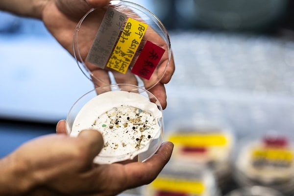 This photo taken on October 14, 2021 shows microplastics in sediment samples collected by a "Smith-McIntyre" grab machine in the sea, at Japanese marine-station network Jambio"s laboratory in Shimoda, Shizuoka prefecture. Image: Charly TRIBALLEAU / AFP
