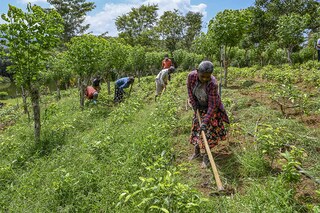 Crisis-struck Sri Lanka"s vital tea exports have dropped to their lowest level in 23 years. (Credits: Ishara S. KODIKARA / AFP)