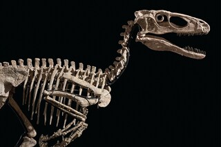 This handout image released by auction house Christie"s shows "The Raptor", a Deinonychus skeleton which was excavated from Montana. "The Raptor", the skeleton of a Deinonychus antirrhopus, made of 126 fossilized bones and measuring more than 3 meters long, was sold for $12.4 million, including fees, to an Asian client, the auction house said after the sale, without further details Image: AFP