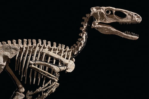 This handout image released by auction house Christie"s shows "The Raptor", a Deinonychus skeleton which was excavated from Montana. "The Raptor", the skeleton of a Deinonychus antirrhopus, made of 126 fossilized bones and measuring more than 3 meters long, was sold for $12.4 million, including fees, to an Asian client, the auction house said after the sale, without further details Image: AFP