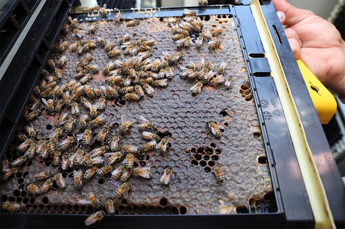 A beekeeper displays a swarm of bees in a new hive, part of the high-tech Beehome project, in Israel"s Kibbutz Bet Haemek in the northern Galilee, on May 14, 2022. (Credits: JACK GUEZ/ AFP) A beekeeper displays a swarm of bees in a new hive, part of the high-tech Beehome project, in Israel"s Kibbutz Bet Haemek in the northern Galilee, on May 14, 2022. (Credits: JACK GUEZ/ AFP)