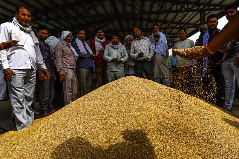 Buyers check the quality of wheat at a wholesale grain market in New Delhi, India on May 17, 2022. The Union Ministry of Commerce and Industry announced some relaxation over its wheat export ban amidst continued inflationary pressure. Wheat prices have been rising internationally fuelled by the Russia-Ukraine war.