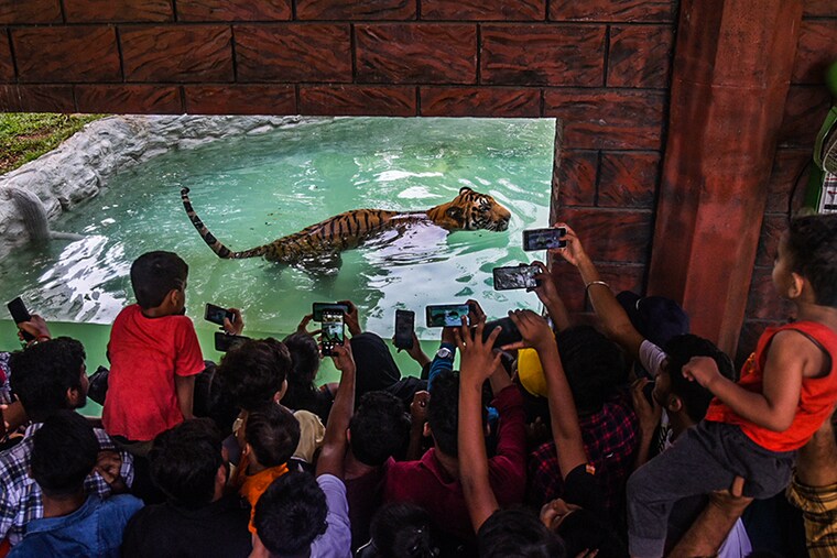 A huge crowd of visitors watch a tiger at Veermata Jijabai Bhosale Udyan and Zoo, Byculla, on May 19, 2022, in Mumbai, India.