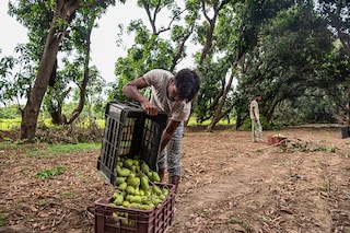 Unripe mangoes that fell during a recent storm are gathered in Malihabad, India, May 23, 2022. Blistering spring temperatures have devastated crops of the country’s most beloved fruit. (Saumya Khandelwal/The New York Times)