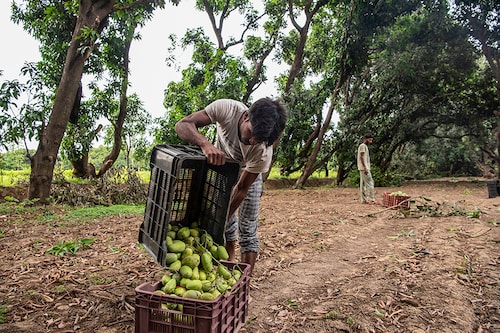 Unripe mangoes that fell during a recent storm are gathered in Malihabad, India, May 23, 2022. Blistering spring temperatures have devastated crops of the country’s most beloved fruit. (Saumya Khandelwal/The New York Times)
