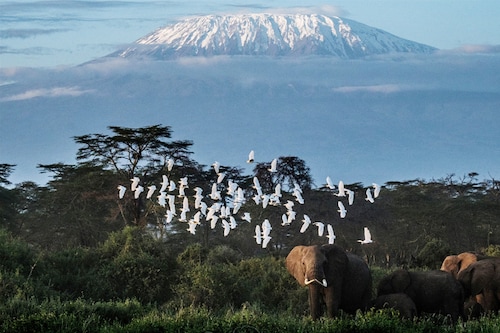 Glaciers at many UNESCO World Heritage sites including Yellowstone and Kilimanjaro National Park will likely vanish by 2050.
Image: Yasuyoshi Chiba / AFP Glaciers at many UNESCO World Heritage sites including Yellowstone and Kilimanjaro National Park will likely vanish by 2050.
Image: Yasuyoshi Chiba / AFP