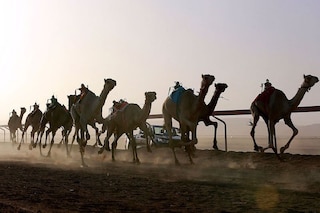 Camels riden by robot jockeys take part in a race at the Sheikh Zayed race track in Disah in Jordan"s southern Wadi Rum desert on September 30, 2022. Photography Khalil Mazraawi / AFP