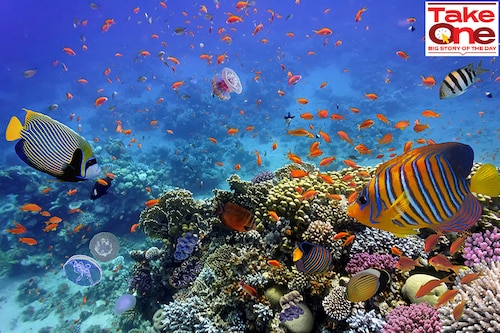 The beautiful coastal resort of Sharm-el-Shaikh, famous for its coral reef and rainbow fish, where CoP27 is currently being held.
Image: Shutterstock