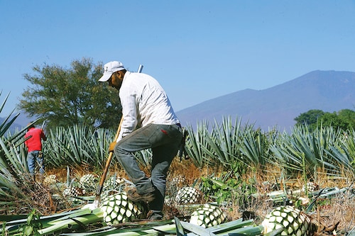 Mexican agave prices hit record highs as tequila demand soars. <br>Image: Refugio Ruiz/Getty Images  Mexican agave prices hit record highs as tequila demand soars. <br>Image: Refugio Ruiz/Getty ImagesÂ