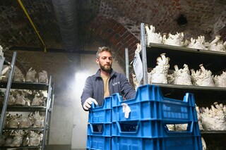 Eclo"s Co-funder Quentin Declerck holds a crate of mushrooms produced by the company Eclo. Image: Kenzo TRIBOUILLARD / AFP©