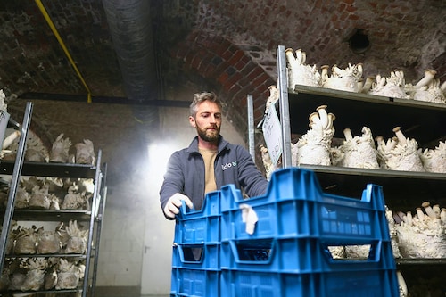 Eclo"s Co-funder Quentin Declerck holds a crate of mushrooms produced by the company Eclo. Image: Kenzo TRIBOUILLARD / AFP© Eclo"s Co-funder Quentin Declerck holds a crate of mushrooms produced by the company Eclo. Image: Kenzo TRIBOUILLARD / AFP©