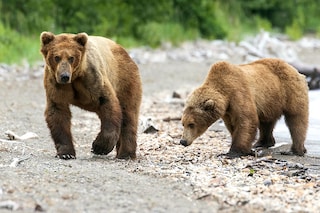 Brown bears feed mainly on salmon between June and October to gain enough weight before winter. This weight gain is essential for them to survive over the winter.
Image: Shutterstock