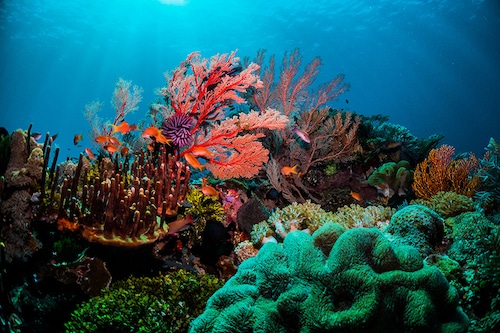 Marine protected areas (MPAs) appear to have a positive impact in the fight against climate change.
Image: Shutterstock Marine protected areas (MPAs) appear to have a positive impact in the fight against climate change.
Image: Shutterstock