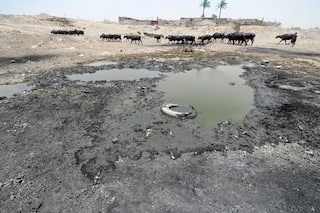 Buffaloes graze by wastewater pooling on the bed of the dried-up Diyala river which was a tributary of the Tigris, in the Al-Fadiliyah district east of the Iraqi capital Baghdad, on June 26, 2022. Iraq"s drought reflects a decline in the level of waterways due to the lack of rain and lower flows from upstream neighboring countries Iran and Turkey. Image: AHMAD AL-RUBAYE / AFP