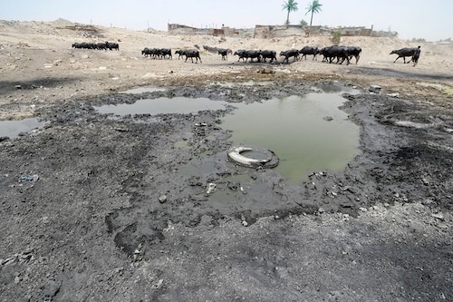 Buffaloes graze by wastewater pooling on the bed of the dried-up Diyala river which was a tributary of the Tigris, in the Al-Fadiliyah district east of the Iraqi capital Baghdad, on June 26, 2022. Iraq"s drought reflects a decline in the level of waterways due to the lack of rain and lower flows from upstream neighboring countries Iran and Turkey. Image: AHMAD AL-RUBAYE / AFP Buffaloes graze by wastewater pooling on the bed of the dried-up Diyala river which was a tributary of the Tigris, in the Al-Fadiliyah district east of the Iraqi capital Baghdad, on June 26, 2022. Iraq"s drought reflects a decline in the level of waterways due to the lack of rain and lower flows from upstream neighboring countries Iran and Turkey. Image: AHMAD AL-RUBAYE / AFP