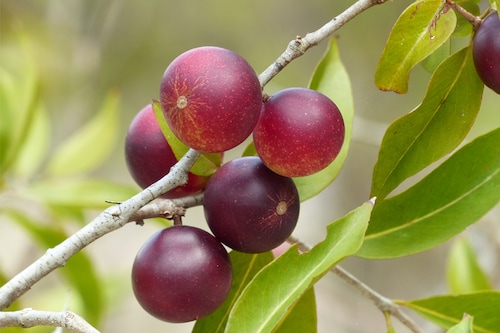 Camu camu is a berry from Brazil that could boost the efficacy of immunotherapy in the treatment of cancer. Camu camu is a berry from Brazil that could boost the efficacy of immunotherapy in the treatment of cancer.
Image: Shutterstock Camu camu is a berry from Brazil that could boost the efficacy of immunotherapy in the treatment of cancer. Camu camu is a berry from Brazil that could boost the efficacy of immunotherapy in the treatment of cancer.
Image: Shutterstock