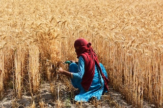 A farmer harvests wheat crop at a village on the outskirts of Gurugram, India. Temperature spikes are causing mounting concern for health, particularly for those working outside in sweltering conditions, which is especially dangerous when humidity levels are high. Image: Vipin Kumar/Hindustan Times via Getty Images