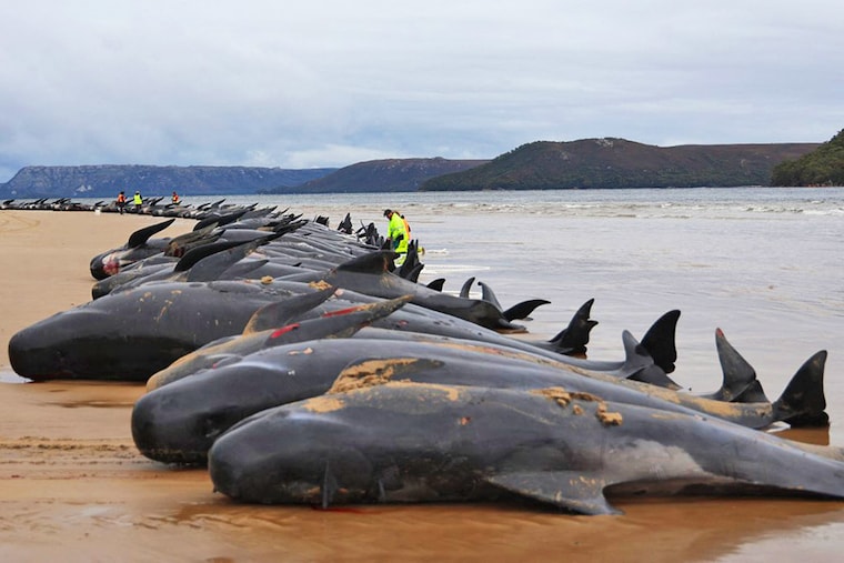 Tasmania state wildlife services personnel check the carcasses of pilot whales, numbering nearly 200, after they were found beached the previous day on Macquarie Heads on the west coast of Tasmania, on September 23, 2022. Almost 200 whales have perished at an exposed, surf-swept beach on the rugged west coast of Tasmania, where Australian rescuers were only able to save a few dozen survivors on September 22.