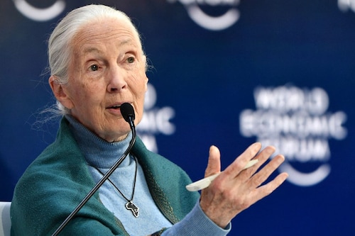 Goodall, a grandee of environmentalism whose activism has spanned decades, said time was rapidly shortening to halt the worst effects of human-caused global warming. Image:&nbspFabrice Coffrini/AFP&nbsp