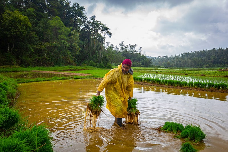 A farmer carries paddy seedlings to be transplanted in a wet field on August 03, 2023 in Somwarpet, Karnataka, India.