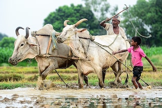 Sowing of pulses is lagging, at 11 percent below last year’s level, delayed by patchy monsoon rainfall in producer states Maharashtra and Karnataka in July.
Image: Sanjay Kanojia/AFP