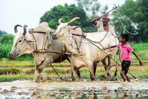 Sowing of pulses is lagging, at 11 percent below last year’s level, delayed by patchy monsoon rainfall in producer states Maharashtra and Karnataka in July.
Image: Sanjay Kanojia/AFP