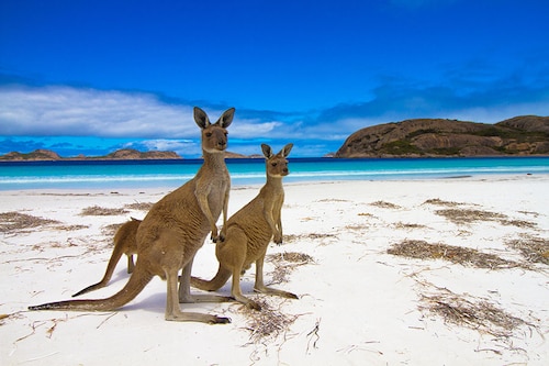 Lucky Bay, Australia. Image credit: Shutterstock Lucky Bay, Australia. Image credit: Shutterstock