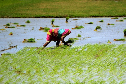 The distribution of rainfall so far in the month is broadly in line with IMD’s forecast of ‘below normal’ rainfall for pan-India, with heavy rains in the east.
Image: STR/NurPhoto via Getty Images