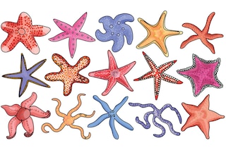 Gig-mind setters work like starfish. Unlike other mammals and living creatures, starfish have a decentralised structure, such that  if any of their body parts get cut off, they will not die instead, they pull themselves up and just grow back. Similarly, during times of uncertainty and disruptive transformations,  gig- mind setters wouldn’t regress instead, they learn and unlearn, survive and even thrive.
Image: Shutterstock