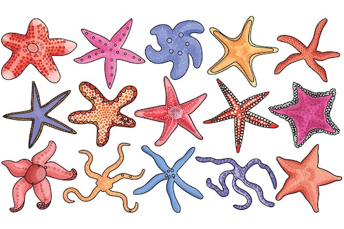Gig-mind setters work like starfish. Unlike other mammals and living creatures, starfish have a decentralised structure, such that  if any of their body parts get cut off, they will not die instead, they pull themselves up and just grow back. Similarly, during times of uncertainty and disruptive transformations,  gig- mind setters wouldn’t regress instead, they learn and unlearn, survive and even thrive.
Image: Shutterstock