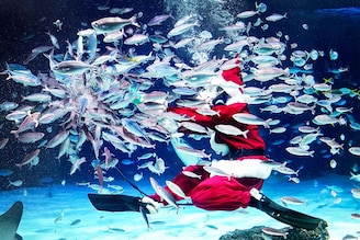 A diver dressed in a Santa Claus costume feeds the fish at Sunshine Aquarium during preparations for the upcoming Christmas special event in Tokyo on December 14, 2023.