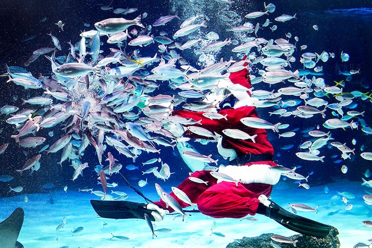 A diver dressed in a Santa Claus costume feeds the fish at Sunshine Aquarium during preparations for the upcoming Christmas special event in Tokyo on December 14, 2023.