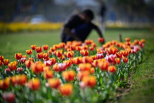 Tulip flowers are in full bloom as NDMC celebrates Tulip Festival at Shanti Path, on February 14, 2023, in New Delhi, India. The New Delhi Municipal Council (NDMC) organised a three-day tulip festival starting February 14 at the lawns of Shanti Path in Chanakyapuri as a part of a series of events being held to mark the beginning of G20-related meetings in the Capital.