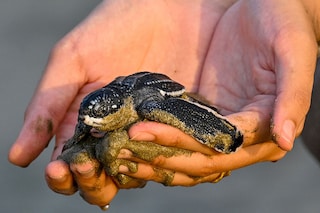 Scientists say human activity has pushed Earth into the sixth, with species disappearing 100 to 1,000 times more quickly than normal.
Image: Chaideer Mahyuddin / AFPÂ©