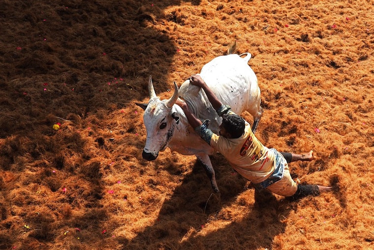 A participant tries to control a bull during an annual bull-taming festival "Jallikattu" in Palamedu village on the outskirts of Madurai on January 17, 2023. Stretching back more than 2,000 years, Jallikattu is considered one of the oldest sporting activities in the world.