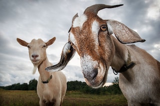 Goats eat overgrown vegetation at the Brackenridge Park Conservancy in San Antonio, Texas
Image: Suzane Cordeiro / AFP