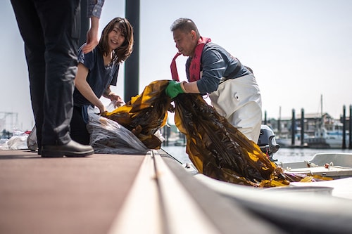 Fisherman Ryoichi Kigawa (R) handling kelp at a fishing port in Yokohama, Kanagawa Prefecture. Image: Philip Fong/ AFP Fisherman Ryoichi Kigawa (R) handling kelp at a fishing port in Yokohama, Kanagawa Prefecture. Image: Philip Fong/ AFP