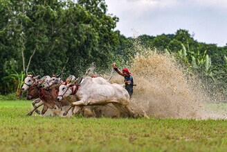 Farmers participate in the rural cattle race named "Moichara" ahead of harvesting season in the Baghmari village of Kolkata, West Bengal, India on July 18, 2023. For decades, this festival takes place in many rural villages and farmers from neighbouring villages come to participate in the race. The primary purpose of this cattle race is to test the capacity of the cattle before starting the cultivation in the rainy season and increase the fertility of the land.