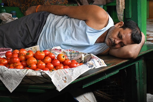 A vendor seen sleeping next to a basket of tomatoes at a vegetable market in Mumbai. Tomatoes have became very costly because of sudden rise in temperature during summer and excess rainfall in tomato producing states. Image: Ashish Vaishnav/SOPA Images/LightRocket via Getty Images A vendor seen sleeping next to a basket of tomatoes at a vegetable market in Mumbai. Tomatoes have became very costly because of sudden rise in temperature during summer and excess rainfall in tomato producing states. Image: Ashish Vaishnav/SOPA Images/LightRocket via Getty Images