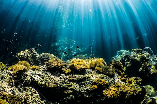 The lightless ocean deep was once considered a virtual underwater desert, but as mining interest has grown scientists have scoured the region exploring its biodiversity.
Image: Shutterstock The lightless ocean deep was once considered a virtual underwater desert, but as mining interest has grown scientists have scoured the region exploring its biodiversity.
Image: Shutterstock