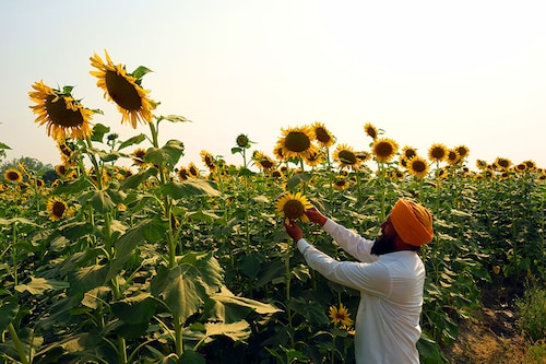 For most crops, the margin to farmers is likely to be at least 50 percent. Image: T. Narayan/Bloomberg via Getty Image For most crops, the margin to farmers is likely to be at least 50 percent. Image: T. Narayan/Bloomberg via Getty Image