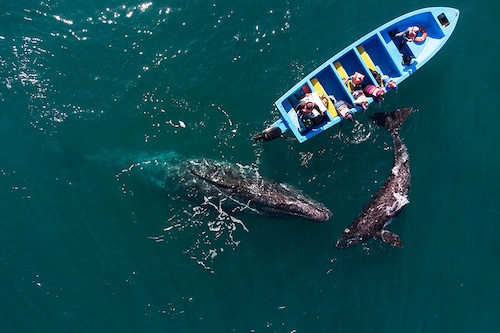 Aerial view of gray whales swimming near a whale watching boat at Ojo de Liebre Lagoon in Guerrero Negro,South Baja California state, Mexico on March 27, 2021. Image credit: AFP Aerial view of gray whales swimming near a whale watching boat at Ojo de Liebre Lagoon in Guerrero Negro,South Baja California state, Mexico on March 27, 2021. Image credit: AFP