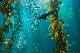 Most of the oceans" ability to absorb CO2 emissions comes from phytoplankton, which act as photosynthesizers. A process very similar to that of trees. Image: Shutterstock