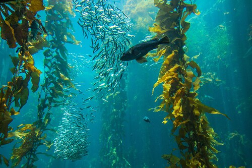 Most of the oceans" ability to absorb CO2 emissions comes from phytoplankton, which act as photosynthesizers. A process very similar to that of trees. Image: Shutterstock Most of the oceans" ability to absorb CO2 emissions comes from phytoplankton, which act as photosynthesizers. A process very similar to that of trees. Image: Shutterstock