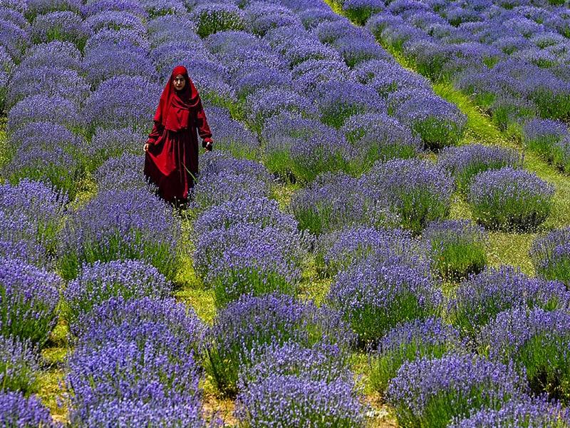 A woman walks through a lavender field in Sirhama village south of Srinagar on June 19, 2023.