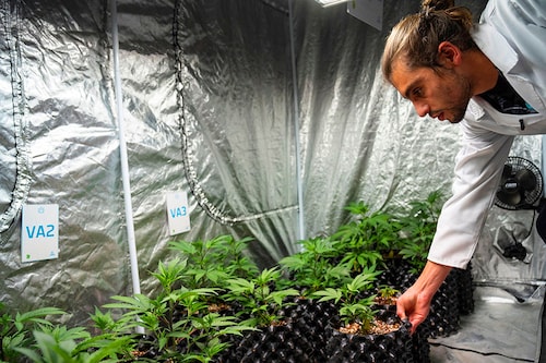 Darian Caleb Jacobsen, a teacher at Cheeba Cannabis Academy with a cannabis plant inside a specialised grow room at the Cheeba Cannabis Academy in Johannesburg
Image: Ihsaan Haffejee / AFP Darian Caleb Jacobsen, a teacher at Cheeba Cannabis Academy with a cannabis plant inside a specialised grow room at the Cheeba Cannabis Academy in Johannesburg
Image: Ihsaan Haffejee / AFP