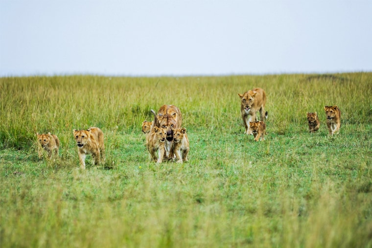 KENYA: Lions are photographed ahead of "World Wildlife Day" in the natural habitat of Maasai Mara, Kenya. Illegal poaching, drought, depletion of water resources and the destruction of their habitats have negatively affected the lives of animals in the Maasai Mara. World Wildlife Day has been celebrated by the United Nations (UN) on March 3 every year since 2013 to draw attention to wild plant and animal species and raise awareness about conservation efforts.