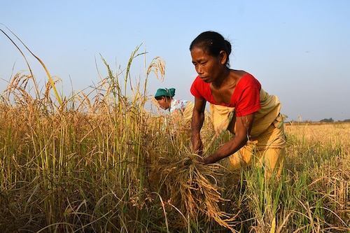 85 percent of agricultural farmers in India are women, and approximately 86 percent of the farm households are small and marginal farmers.
Image: Anuwar Hazarika/NurPhoto via Getty Images