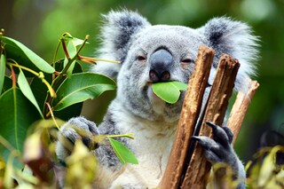 Scientific publications are full of examples of wild animals using drugs voluntarily, not accidentally.
Image: Shutterstock